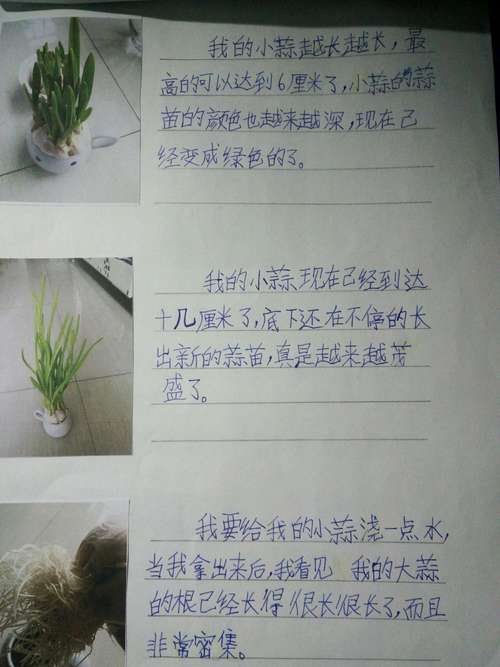 蒜苗观察记录