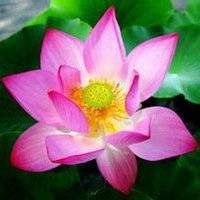 佛教荷花头像图片大全高清图片