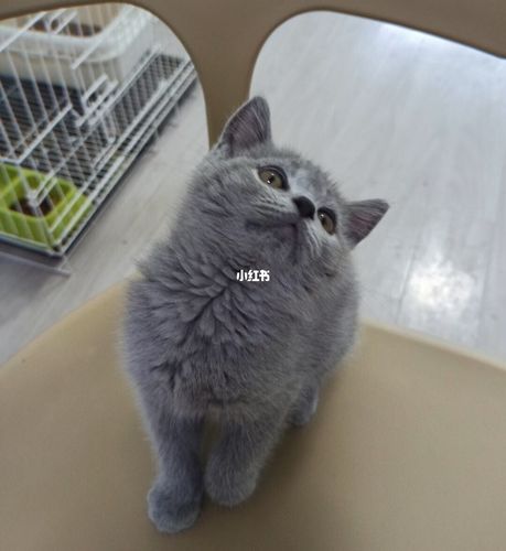 布偶猫蓝猫出售 重庆及周边地区_布偶猫_蓝猫_沙坪坝自由行热门攻略