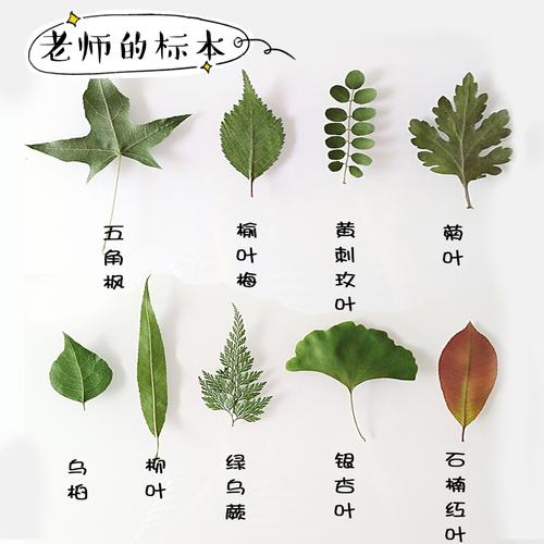 为了便于小朋友们认识和保存,我们了解到能够做成"树叶标本",这真是