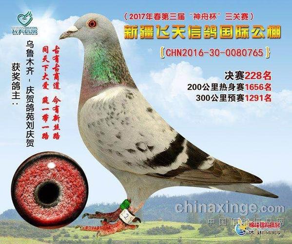 胡本 詹森刘庆贺种鸽