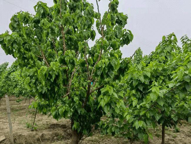 牛羊可以吃的桑树丰驰桑种一次能连续用30年具有哪些特点