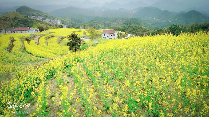 北山村油菜花!