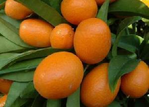 果实球形,横径1.5-2.5厘米,果皮橙黄至橙红色,厚1.