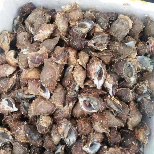 广东省汕尾市海丰县海角螺 海刺螺