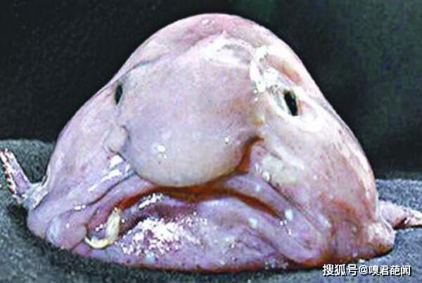 一种两栖动物,它外观有很大面积的皮褶,颜色怪怪的,看起来真的很恐怖