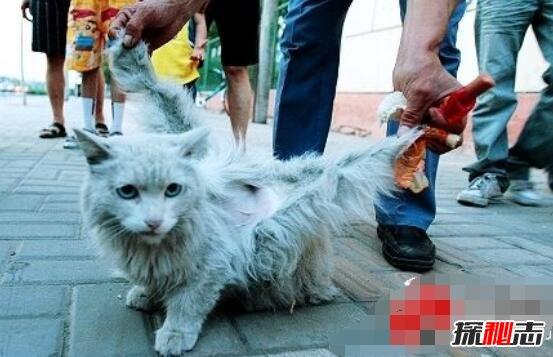 天使猫背部长翅膀引围观(变异)