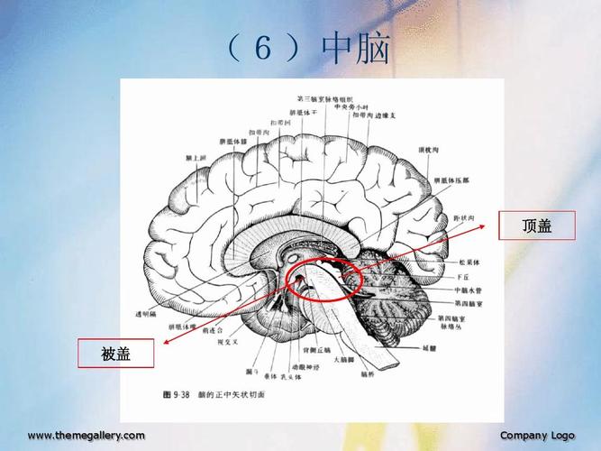 (6)中脑 顶盖 被盖 http://www.51wendang.com company logo