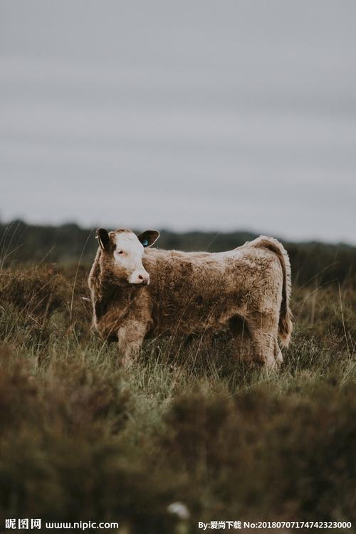 牛摄影图片 牛写真壁纸