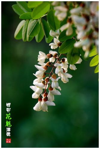 【洋槐花魂摄影图片】随拍生态摄影_光影心慧_太平洋电脑网摄影部落