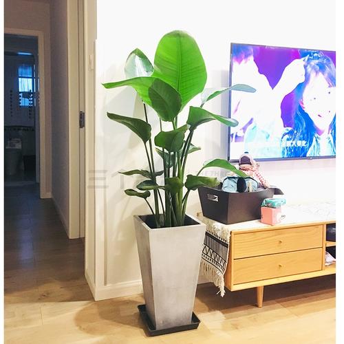 天堂鸟植物大型绿植盆栽客厅天堂鸟盆栽鹤望兰盆栽室内天堂鸟绿植