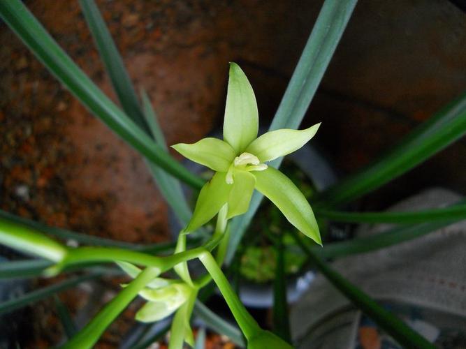 欣赏铁山玉兰-建兰篇-中国兰花交易网社区