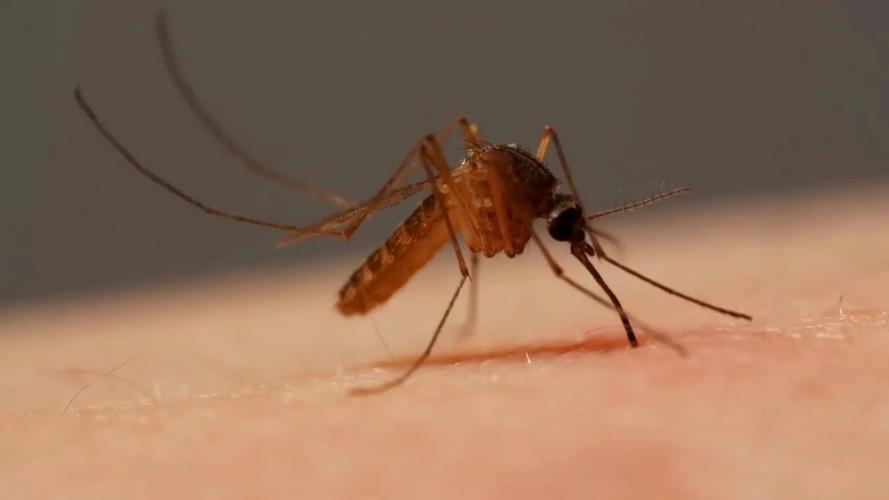 蚊子原来这样吸血解开了多年的疑惑