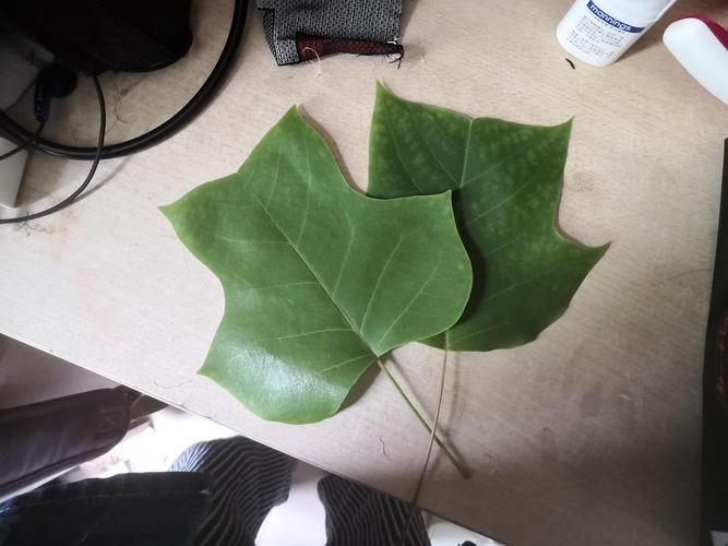 鹅掌楸的叶子