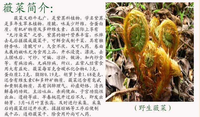 供应薇菜干货山野菜有机绿色食品安徽特产薇菜干货野菜有机,安徽省