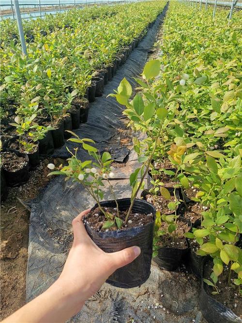 法新蓝莓苗介绍图片