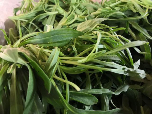 别忘了有一种与小麦共生的野菜,这野菜俗称——"面条菜",是一种大家都