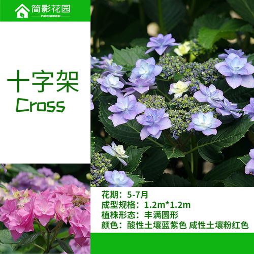 简影花园十字架大花绣球八仙仙花直立性好庭院观叶