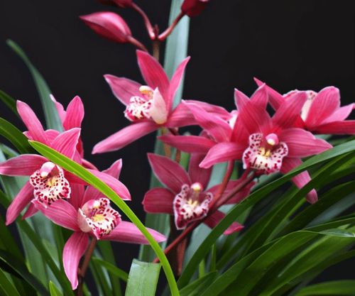 夏季养兰首选建兰红贵妃花色娇艳香味扑鼻新手也能养