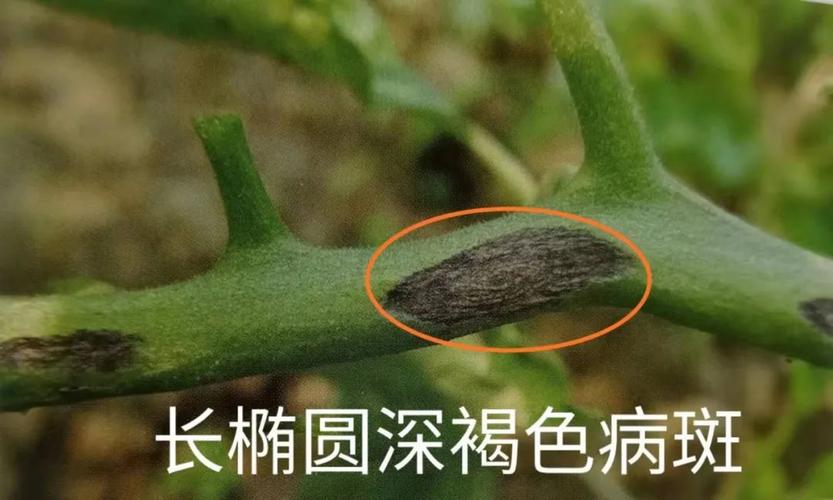 番茄全生育期9大病害3大虫害详细图解