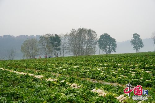 蓬溪县荷叶乡千亩蔬菜产业助推乡村振兴