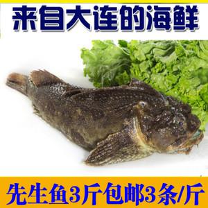 大连野生先生鱼鲜活新鲜虎头鱼大连独有先生鱼1斤3条满3斤包邮