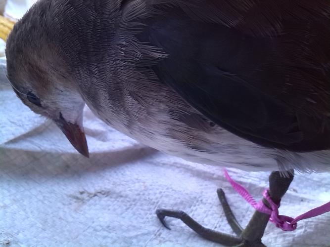 大清早,发现这只受伤的鸟,有一只腿断了,好像是大腿断了,怎么办?