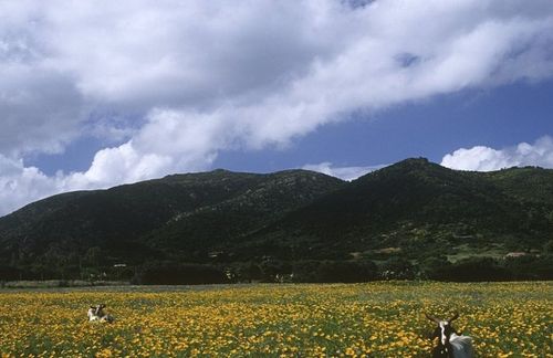 这片广阔的平原区从委内瑞拉边界的奥里诺科河向东部延伸开来