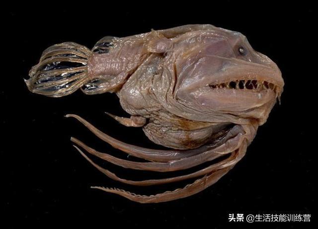 30张图片展示那些不为我们所知的深海生物Ⅱ