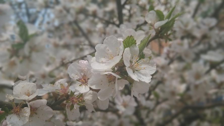 樱桃花,春天,鲜花樱桃花壁纸图片