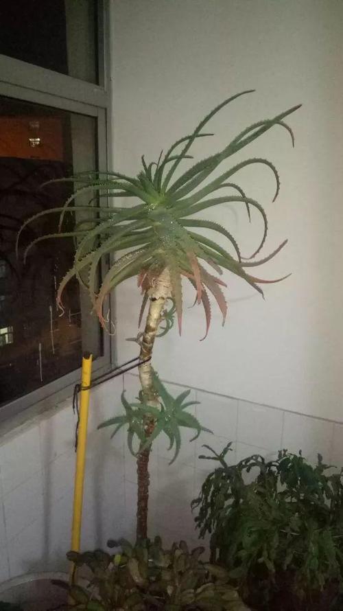 是咱养花大全app里的花友"美清",直接白白捡到一棵一米多高的木立芦荟