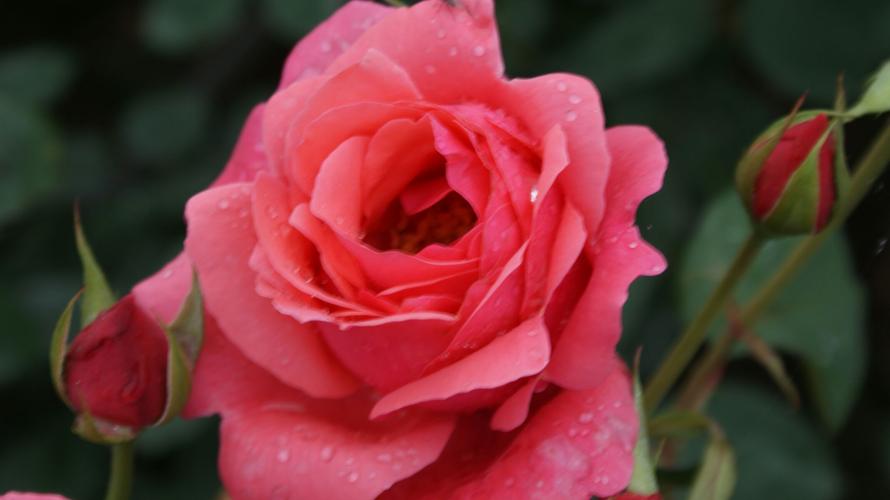 04.26 市中区平兴游坝村看梅槐花