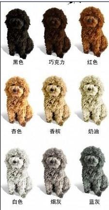泰迪熊的颜色分类!