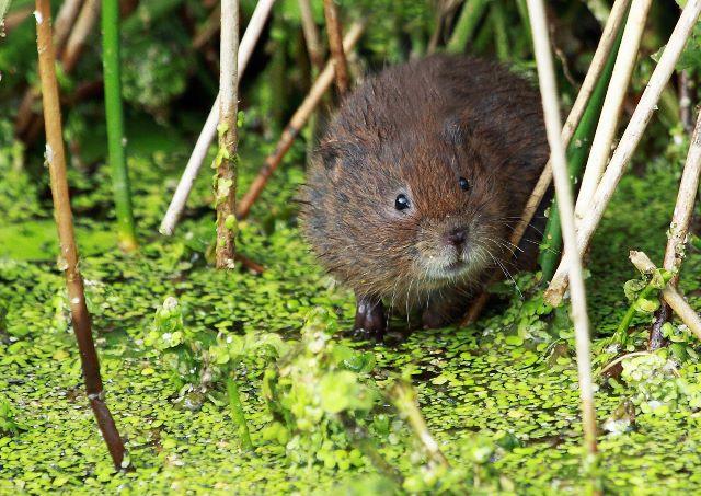 water vole – lynne newton