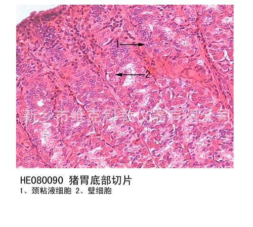 食管-贲门部切片 组织学与胚胎学 消化系统 动植物切片 显微玻片