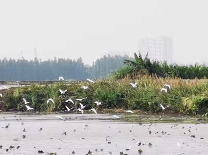 沙仔岛