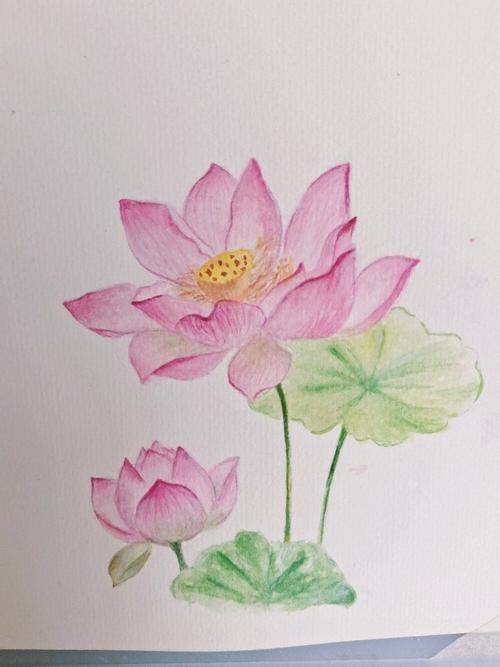 简单易学的水彩荷花_荷花_水彩画_色彩搭配_文化_绘画