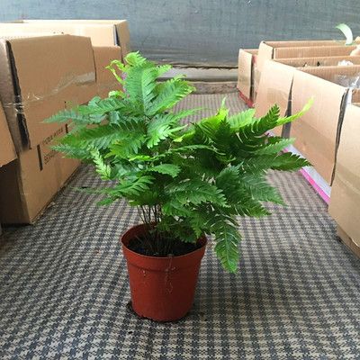 【基地直销】批发蕨类植物 120傅氏蕨 室内迷你绿植小盆栽 微景观