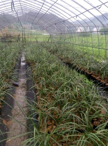 我的兰花种植基地