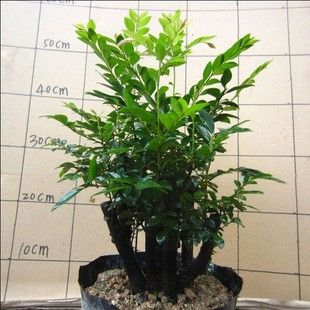 单桩多杆黑檀黑骨茶室内桌面微型植物盆栽小叶紫檀木树桩盆景