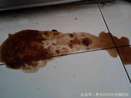 细小病毒病有哪些特征?怎么预防?