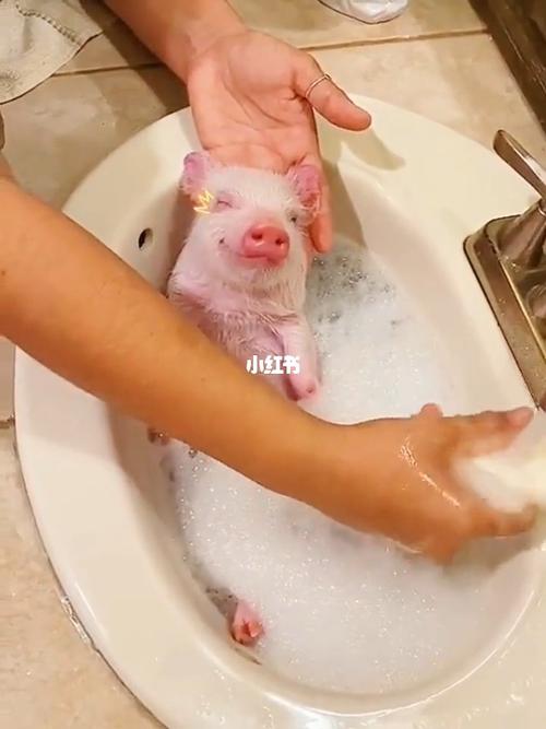 小猪猪洗澡有多可爱?999999_宠物_我的萌宠_宠物_宠物其他