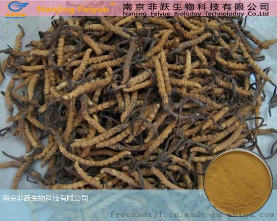 虫草提取物-虫草多糖,蝙蝠蛾拟青霉菌丝体