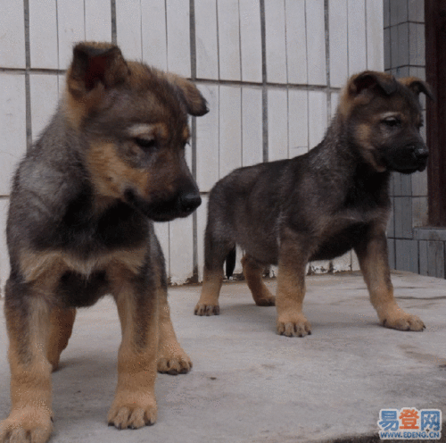 出售5只纯种昆明犬小狗