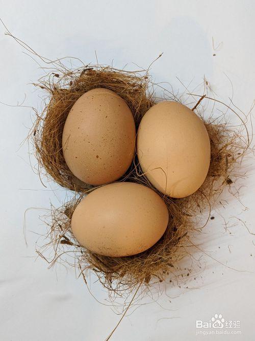 鸡蛋怎么孵出小鸡