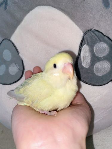 新成员到～当不纯的澳桂碰上金顶白面澳桂_鹦鹉_牡丹