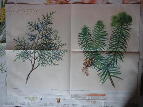 教学挂图-裸子植物
