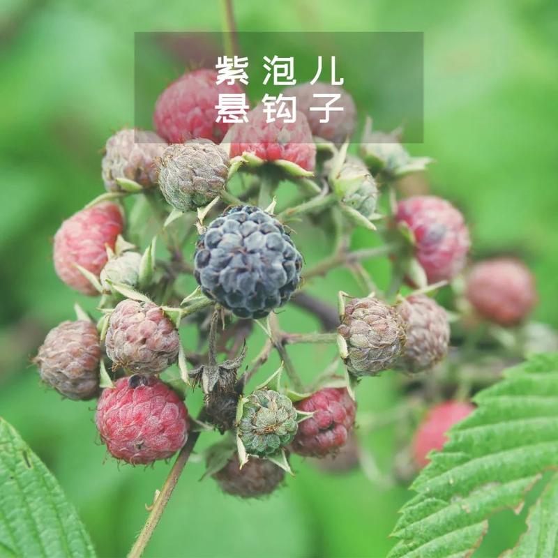 紫泡儿算是一种"稀奇"的野果