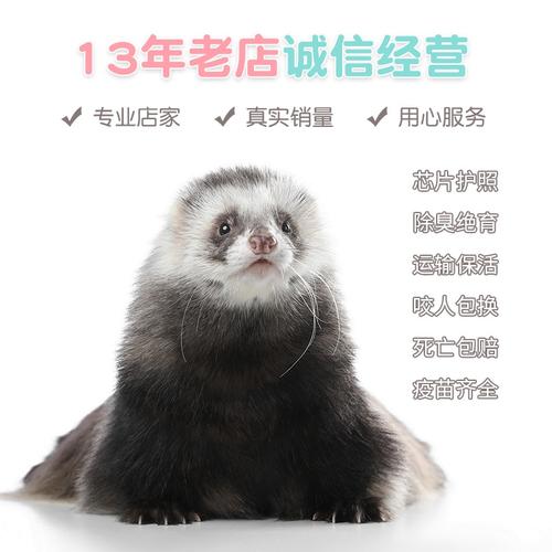 安哥鲁宠物活体雪貂幼崽小型迷你懒人宿舍萌宠宠物貂