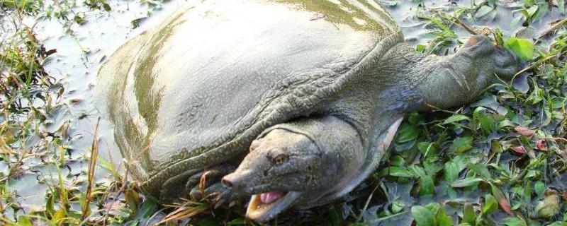 甲鱼吃什么食物,附甲鱼的生活习性和喂养方法